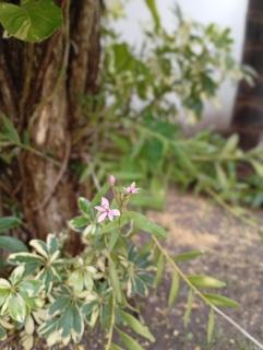 El DESCANSO HOSPEDAJE - 2