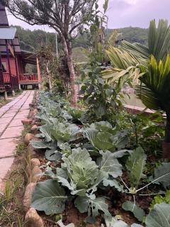 Sao La Homestay A Lưới - 1