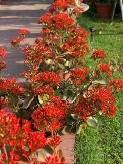 Green Serene Abode - 1