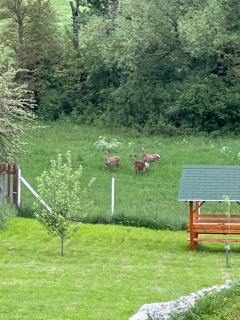 Csendes-völgy faház - 2