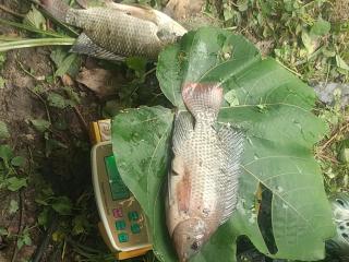 Nature flows Eco-Farm cottage & campsite - 6