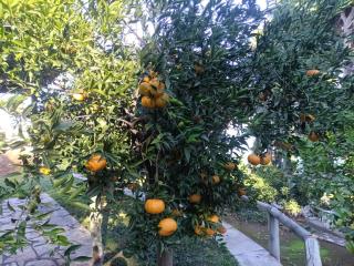 Villa Lemóni by the sea with swimming pool and amazing view - 2