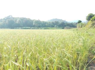 COORG CLlMATE STAY - 8