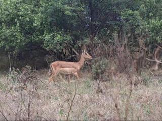 Buck Hill Bush Lodge - 9