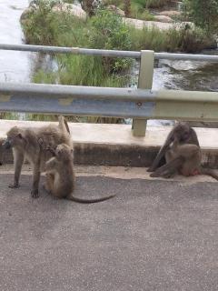 Ashridge Guesthouse & Safaris - 1