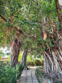 Esplanade Beachfront Residence - 8