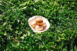 Waldes Duft Apartment - Patleidhof - 9