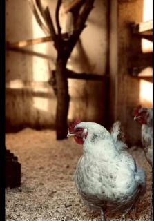 Cabin at the Gate to Österlen - 3