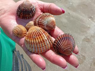 Durres, Plazh 13, Albania - 8