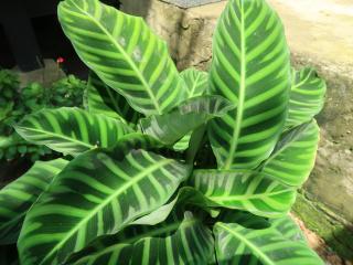 Refugio cerca a Villeta - 8