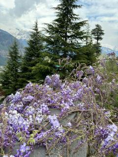 The Wisteria Cottage - 8