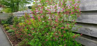 Luxe vakantiebungalow Rust, Ruimte en Privacy - 6