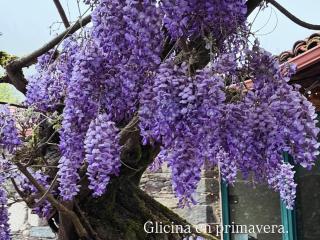 Casa Grande de Covas-Apartamentos Boutique Turísticos- Ribeira Sacra - 5