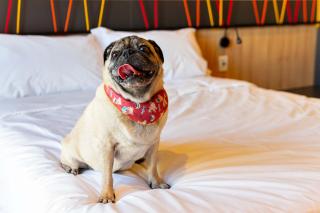 ibis Styles Porto Alegre Moinhos de Vento - 5