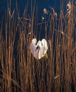 Apartament nad Jeziorem Drwęckim - Ostróda - 9