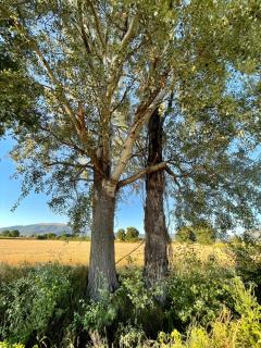 Affittacamere IL FAGIOLO MAGICO - 2