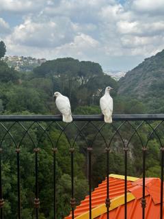 The Oasis Healing Resort - 6