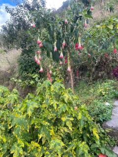 Refugio acogedor con vista a la montaña en Baños - 6