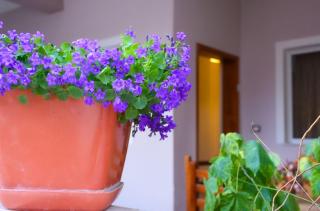 Bloom House Përmet - 0