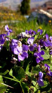 Bujtina Shpella e Plakës Çerçan - 8