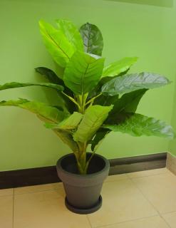 Cedar Grove Getaway 1BR With Shared Jacuzzi - 2