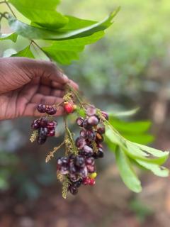 Kekulamaecocabana - 5