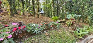 Rio Celeste Jungle Glamping - 6