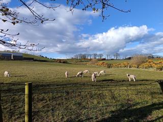 Rowan Tree Cottage, Ballycastle - 8
