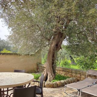 SanVirgilio Apartment in Fasano with Olive Tree and Private Garden - 1