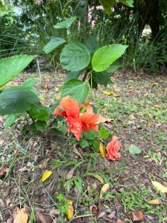 CJ's Creole Hideaway - 7
