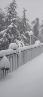 Deodar hill top home stay chail - 8