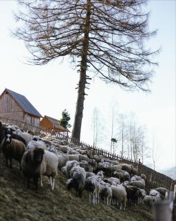 Farm Glamp Kvasy - Глемпінг в Квасах - 5