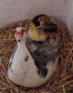 Ferienhaus-Weinmeyer - 3