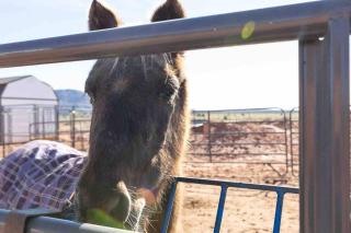 Dusty Rose The Wild West 40 Homestead - 1