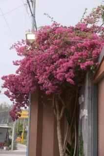 Vanilla Ho Tram Homestay - 5