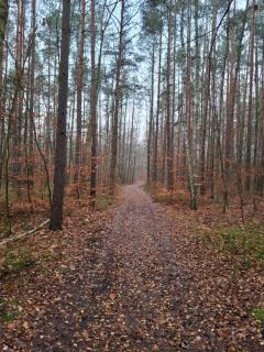 Leśna Polana - 4