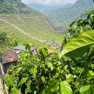 Batad Pension and Restaurant Native House - 9