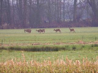 De Rouwenbogt - 2