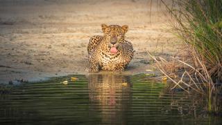 Yala Shenu Safari Inn & Budget Taxi Service - 9