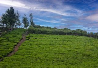 Magnolia by Nature Resorts and Stays, Coonoor - 7