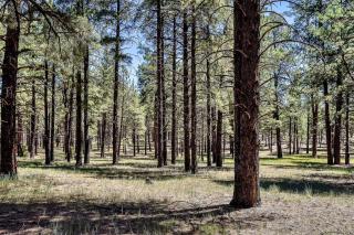 Rustic Star Authentic Log Cabin in the Woods Near the Grand Canyon Flagstaff Williams - 4