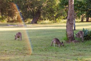 Bushwalk Escape 1770 - 8