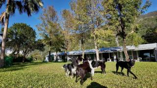 白陽山莊寵物民宿 Whitesun Pet Resort - 7