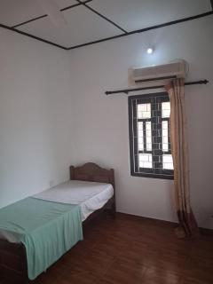Mango tree - 8