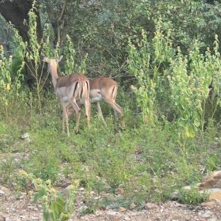 Mcable bush Retreat - 8