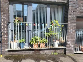 Ross Mill, Gaeltacht Quarter - 8