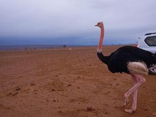 Desert Erg Chigaga Lodge - 8