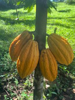 Finca Rica Organic Cacao Farm Volcano View and Pool - 2