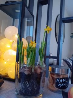 Grīvas apartamenti - 1
