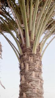 Nile residence - 1